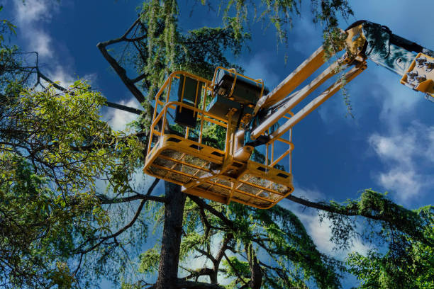 Trusted Cane Savannah, SC Tree Service Experts